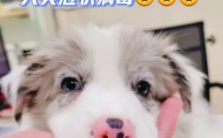 狗狗冠狀病毒會自愈嗎