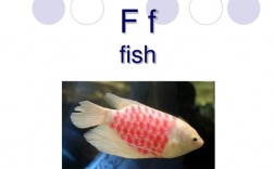 fish是可數(shù)名詞嗎