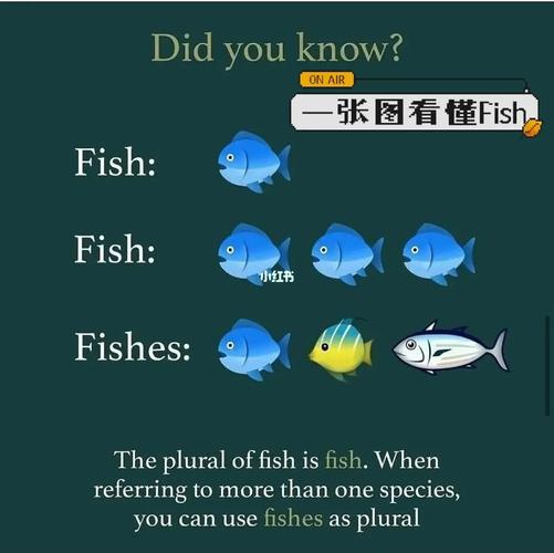 fish可數(shù)還是不可數(shù)-圖1