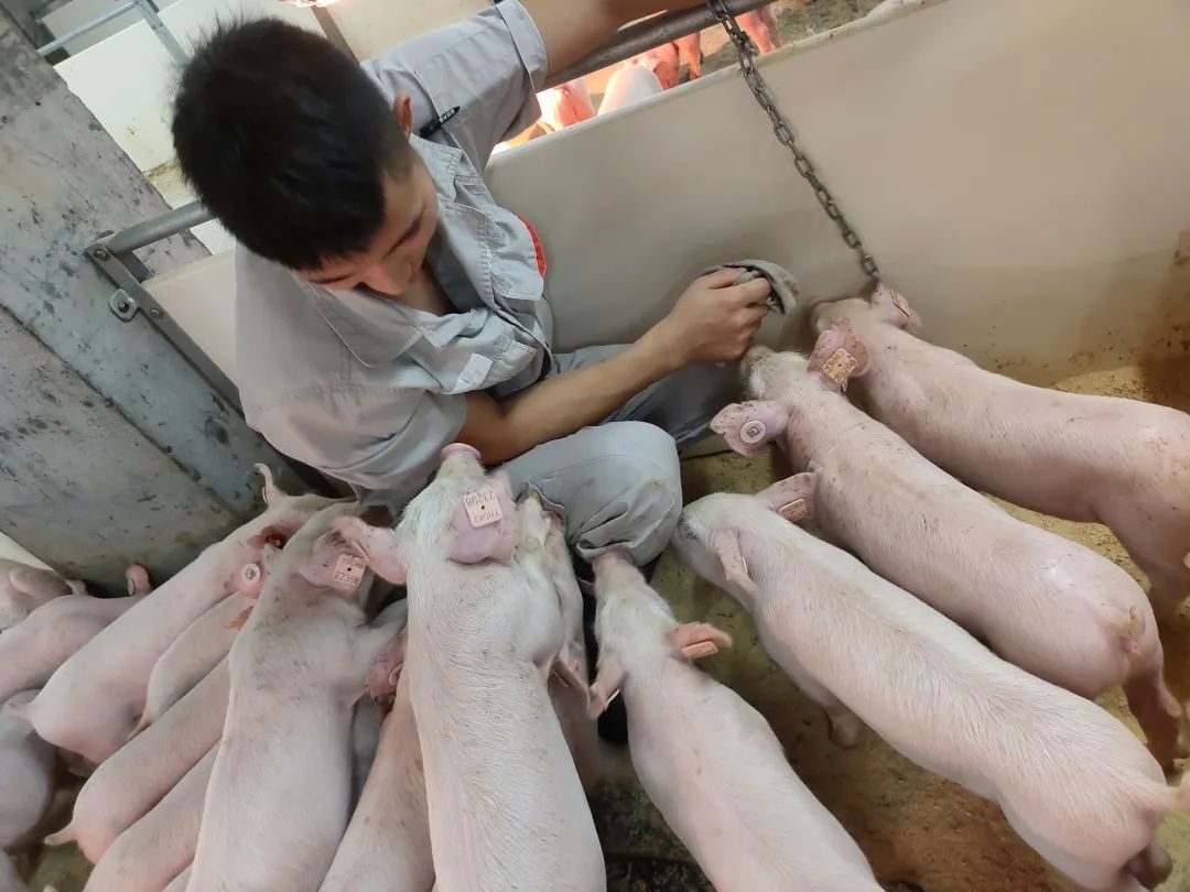 飼養員是什么意思-圖1