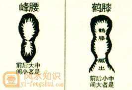 鶴膝蜂腰的解釋_近義詞_反義詞-圖1